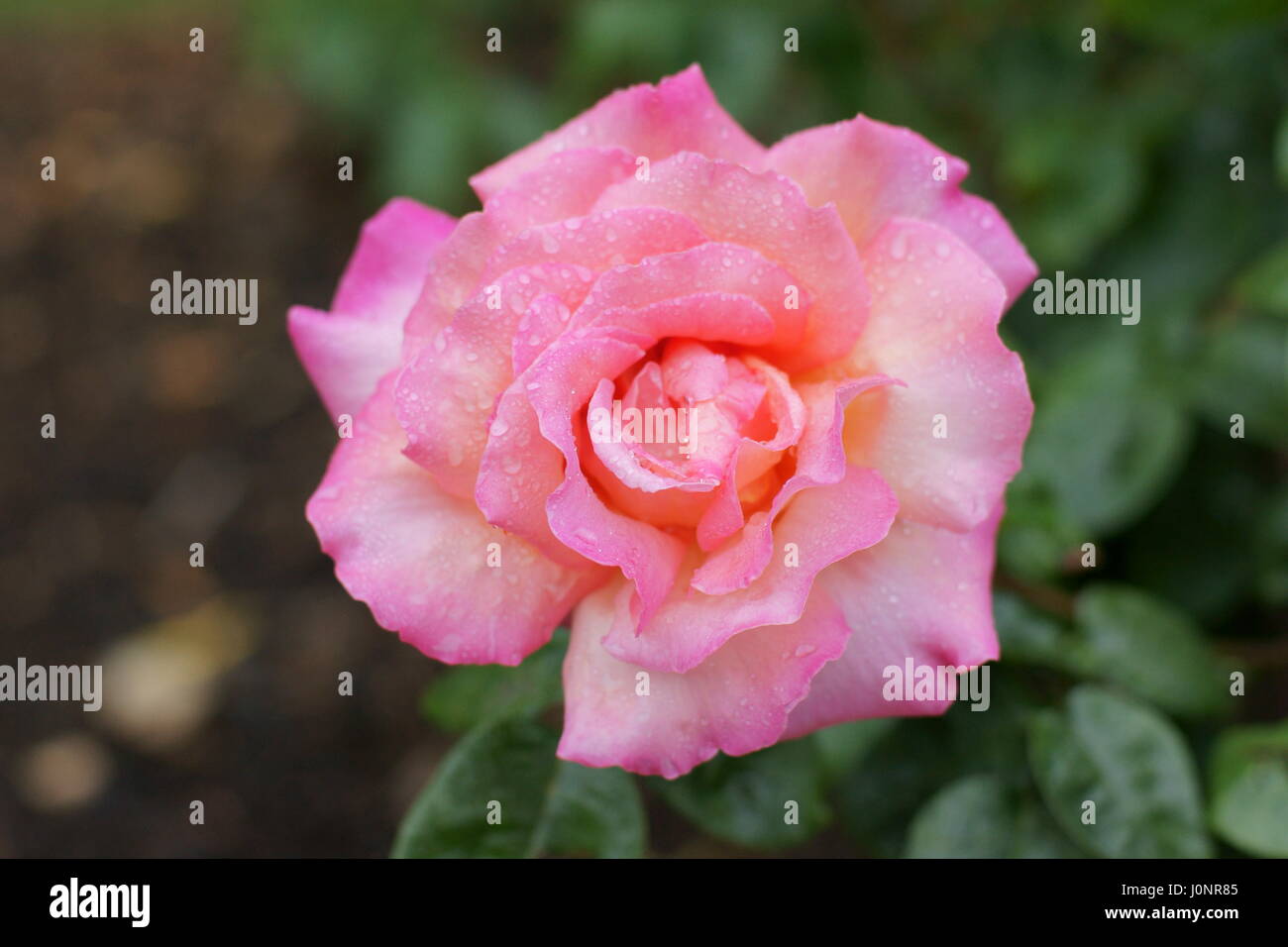 Rosa 'Chicago Peace' Stock Photo