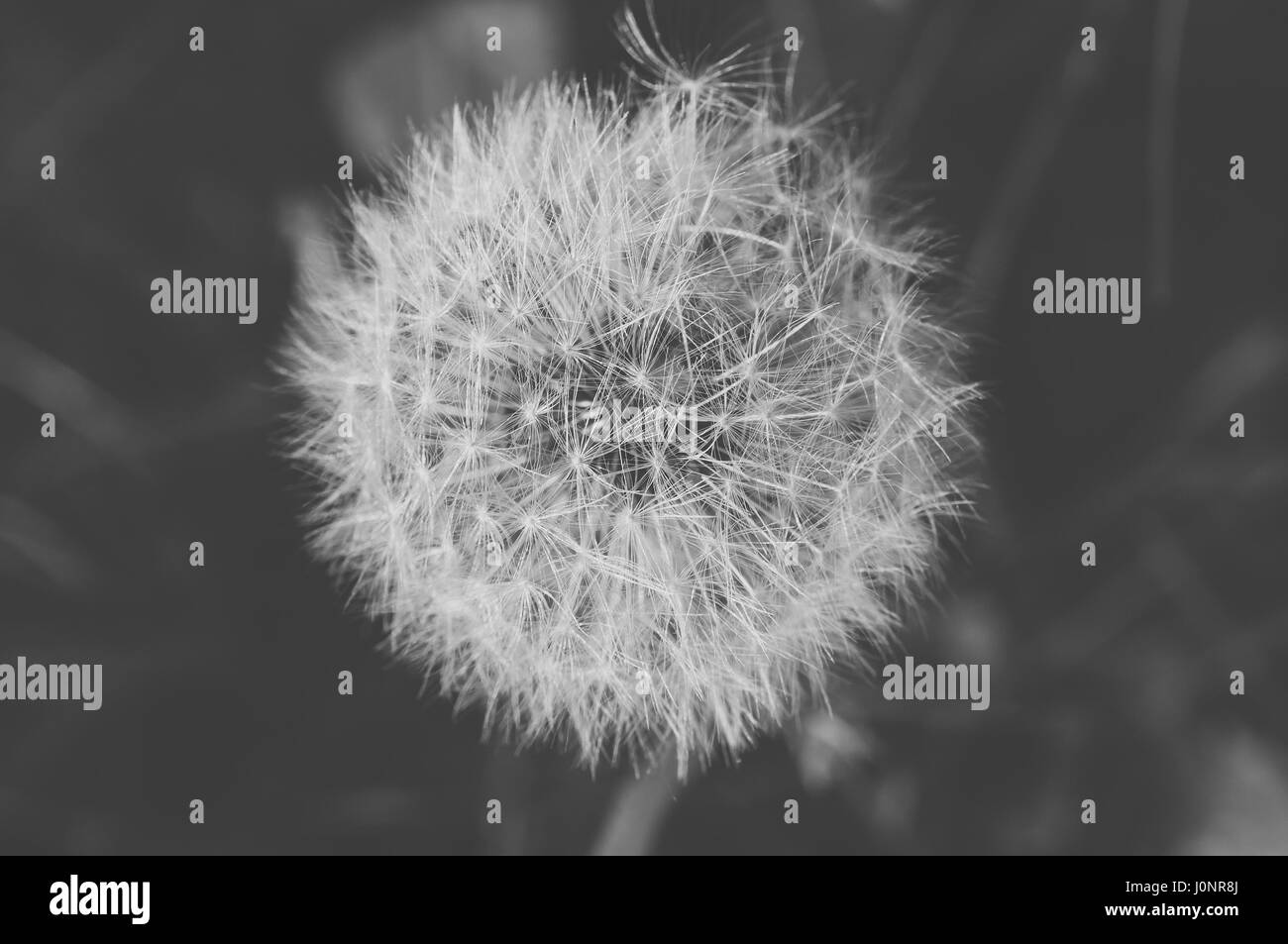 Detail of dandelion with matt effect. Close up shot. Black and white Stock Photo