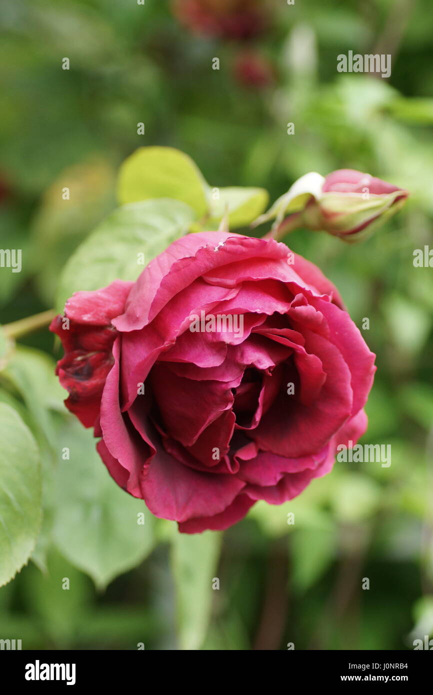 Rosa 'Crimson Glory' Stock Photo - Alamy
