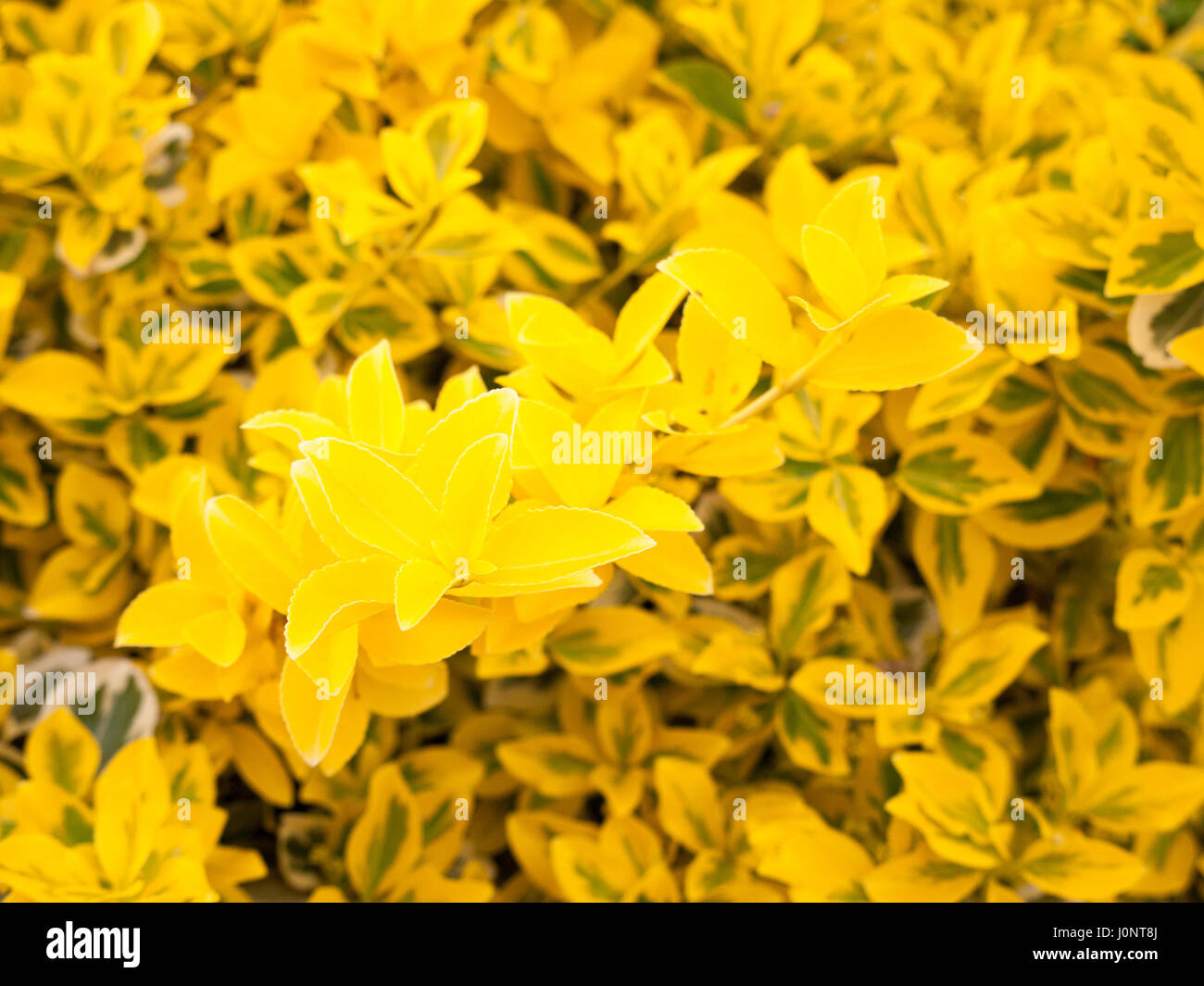 Lovely Yellow Flower Bush Shrub in the Golden Sunlight and Shine in Spring and Summer, Glowing and Shining with Passion and Pride Stock Photo