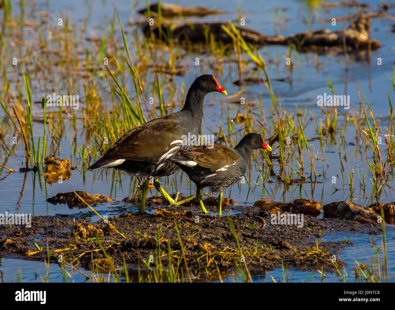 Marsh hen hires stock photography and images Alamy