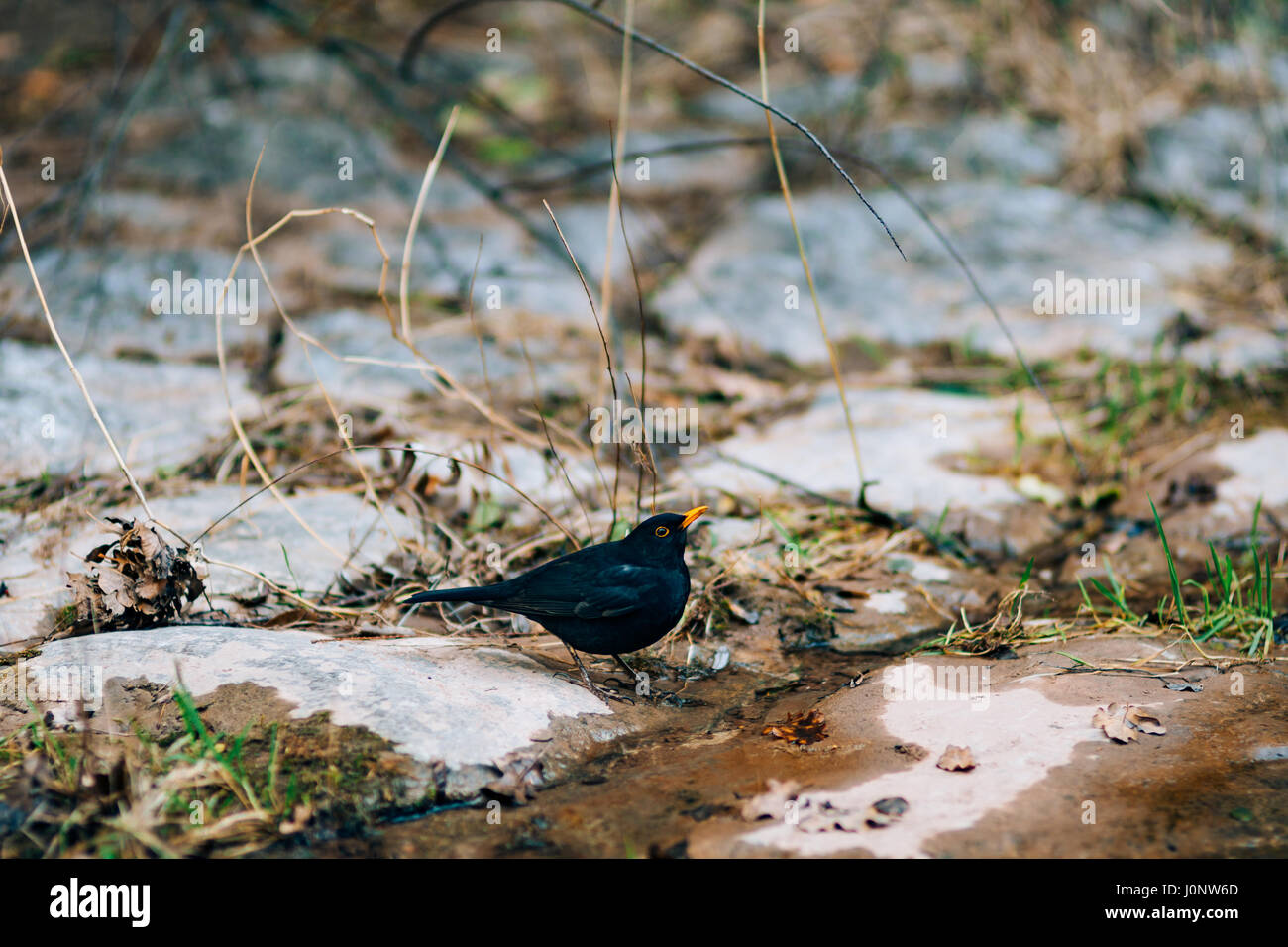 A blackbird drinks water from a creek in the forest Stock Photo Alamy