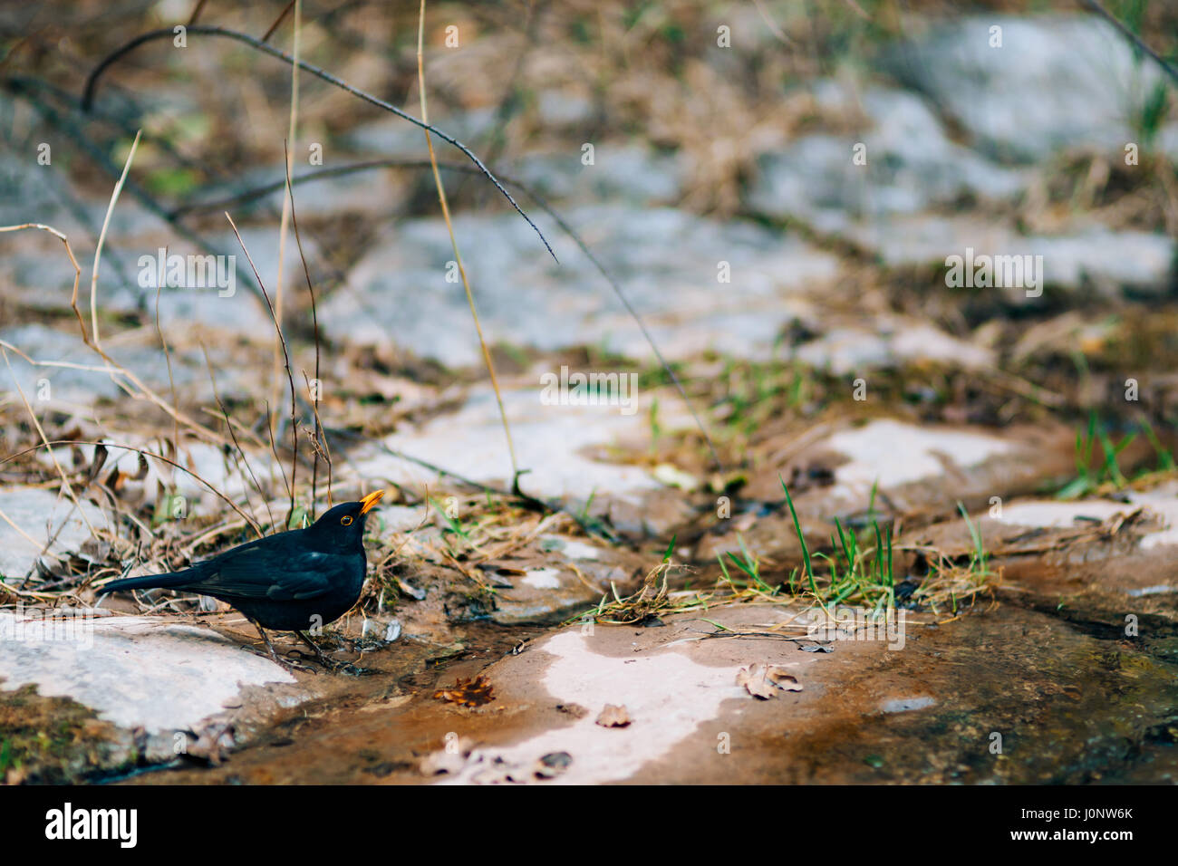 A blackbird drinks water from a creek in the forest Stock Photo Alamy