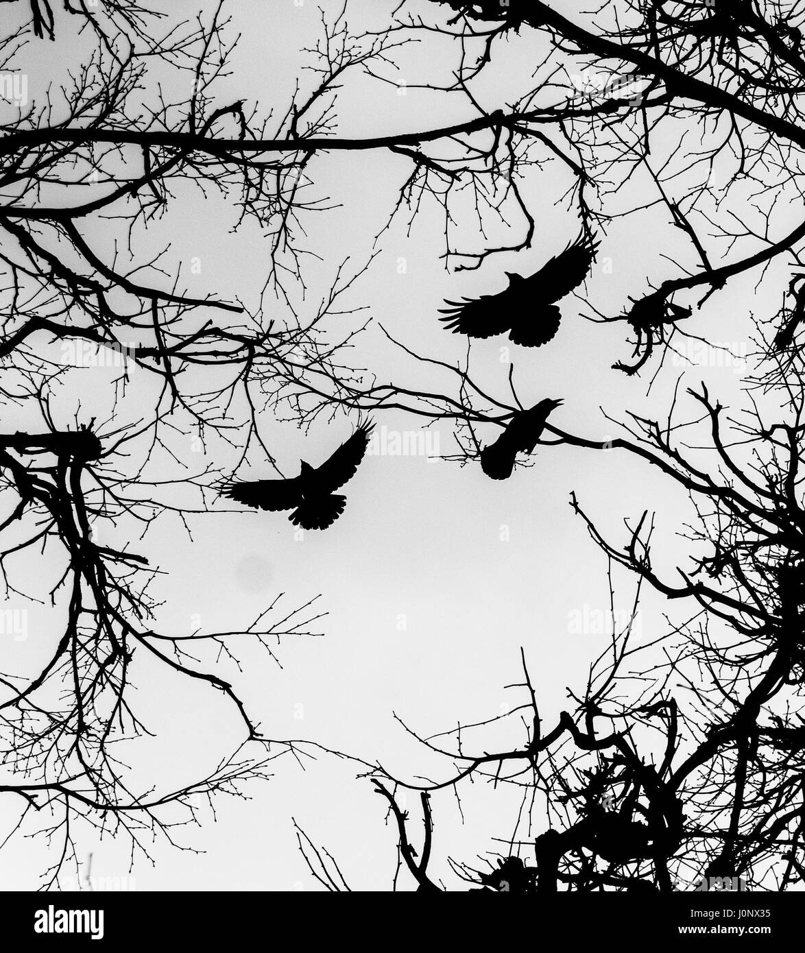 Circling black crows. Stock Photo