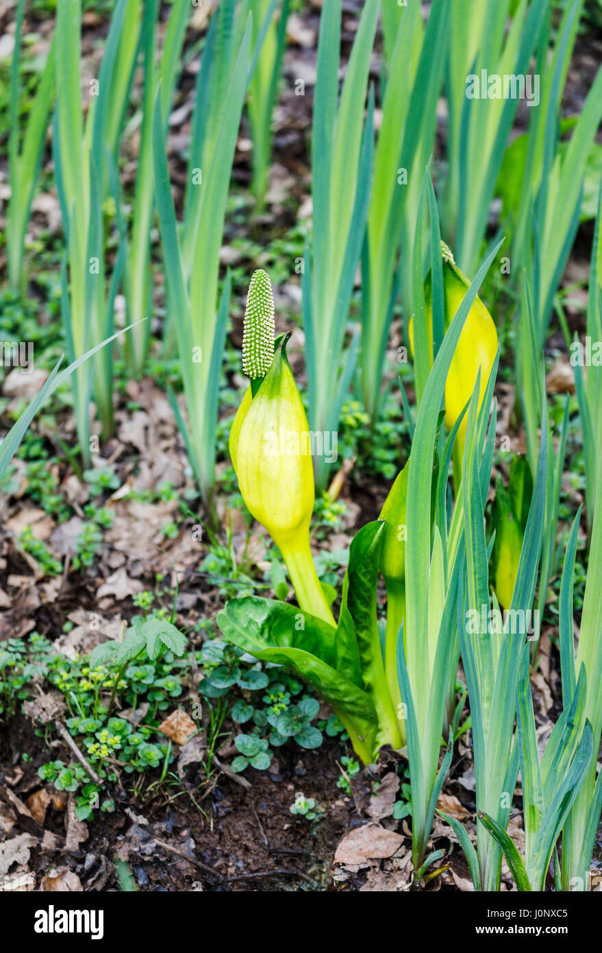 Lysichiton americanus (yellow skunk cabbage, American skunkcabbage