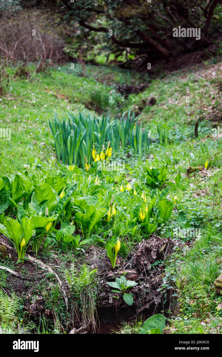 Lysichiton americanus (yellow skunk cabbage, American skunk-cabbage) growing in wet conditions, Ramster Garden near Chiddingfold, Surrey, England, UK Stock Photo