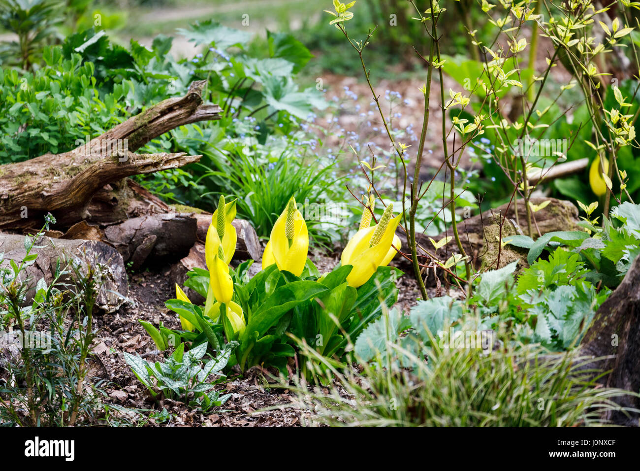 Lysichiton americanus (yellow skunk cabbage, American skunkcabbage