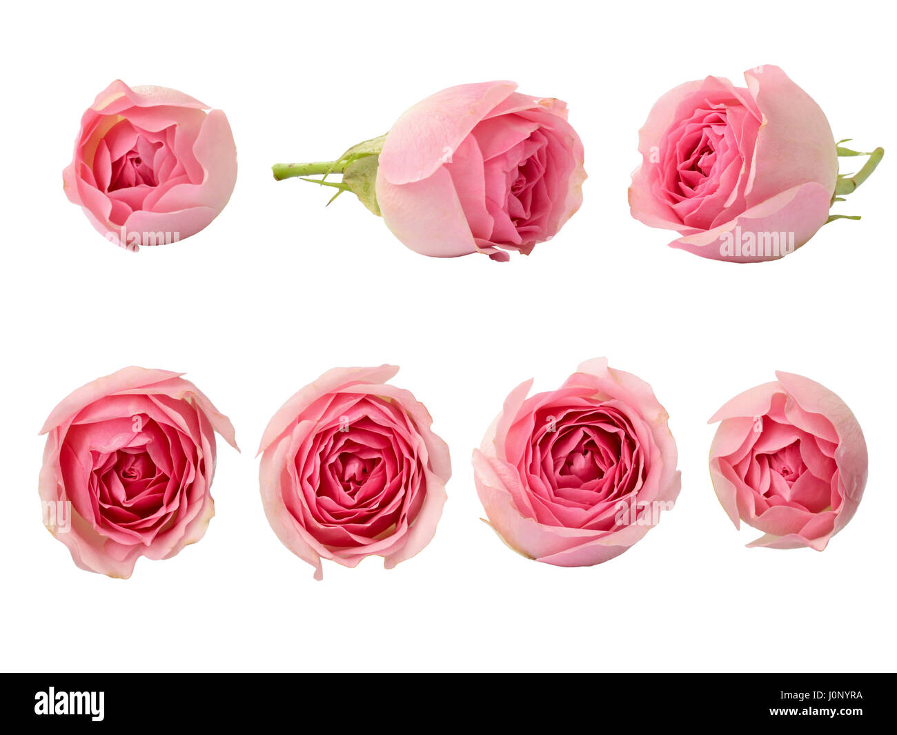 Set of pink rose flowers isolated on white Stock Photo - Alamy