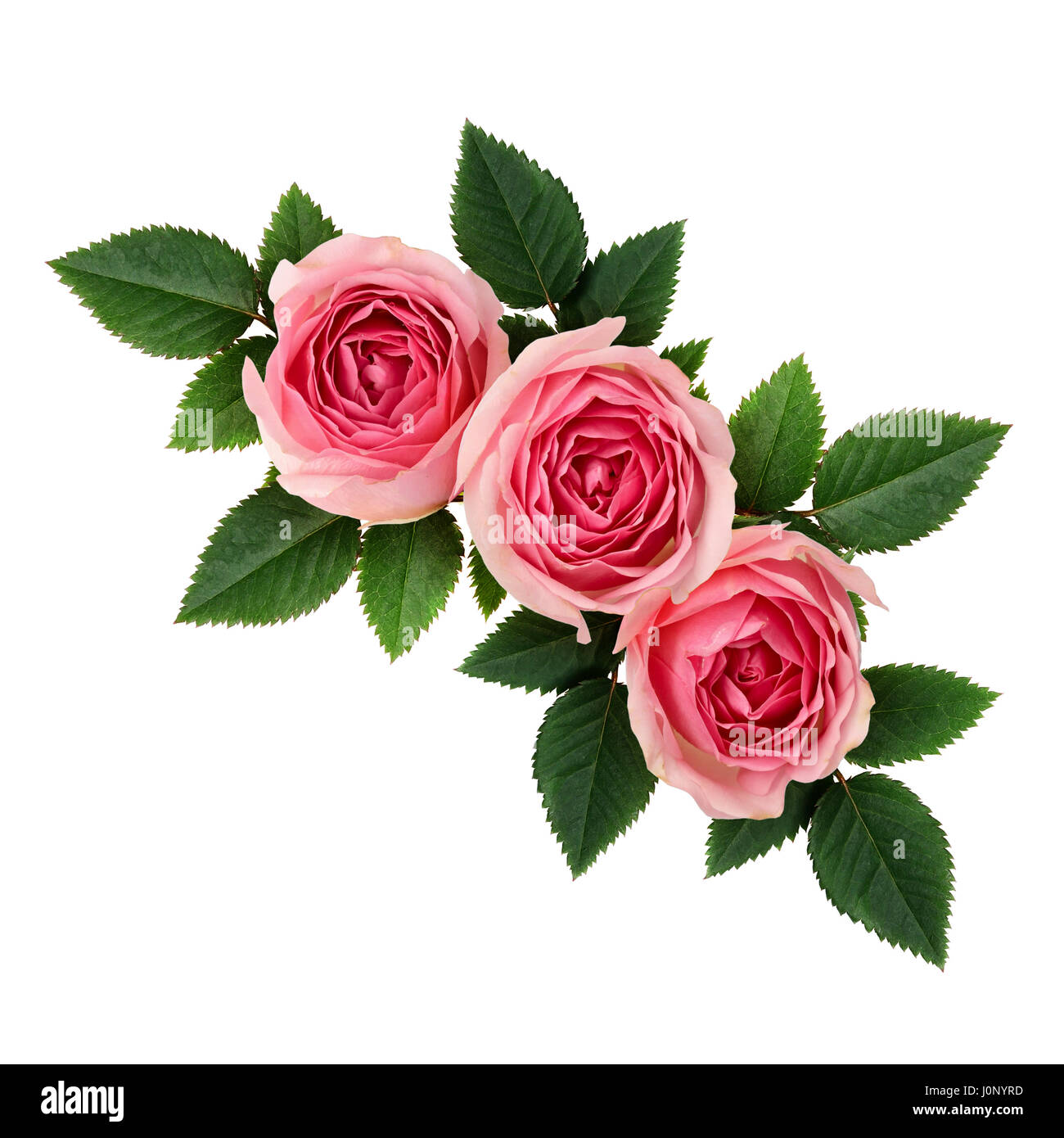 Pink rose flowers corner arrangement isolated on white Stock Photo - Alamy