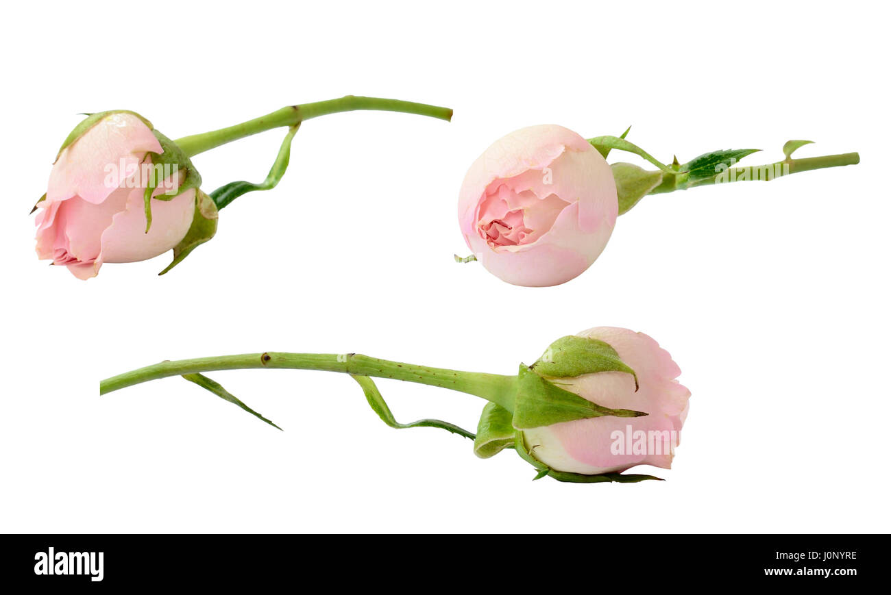 Set of pink rose flowers isolated on white Stock Photo - Alamy