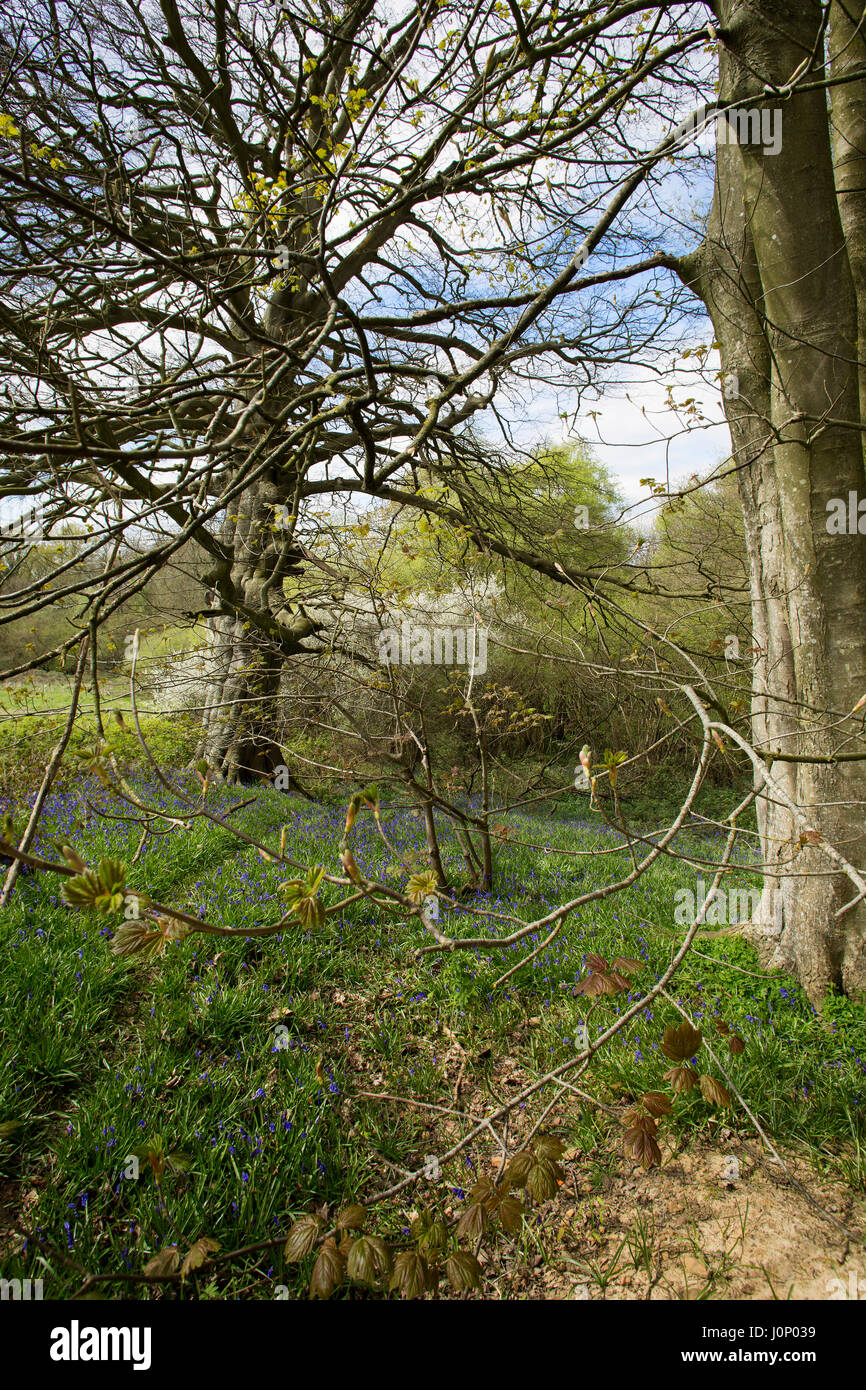 Bluebells grow at the side of a wood in Spring. Stock Photo