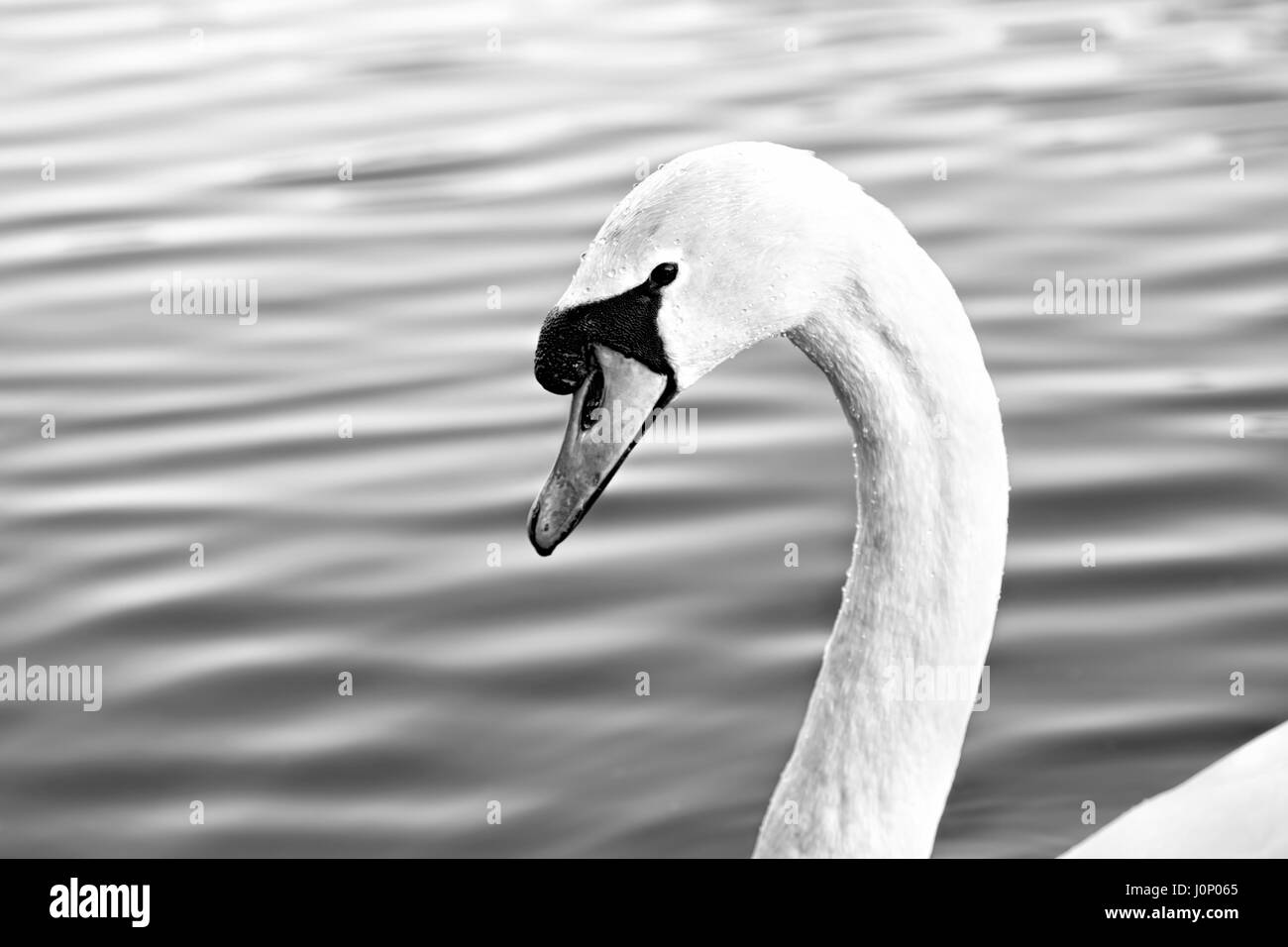 Black and white portrait swan Stock Photo