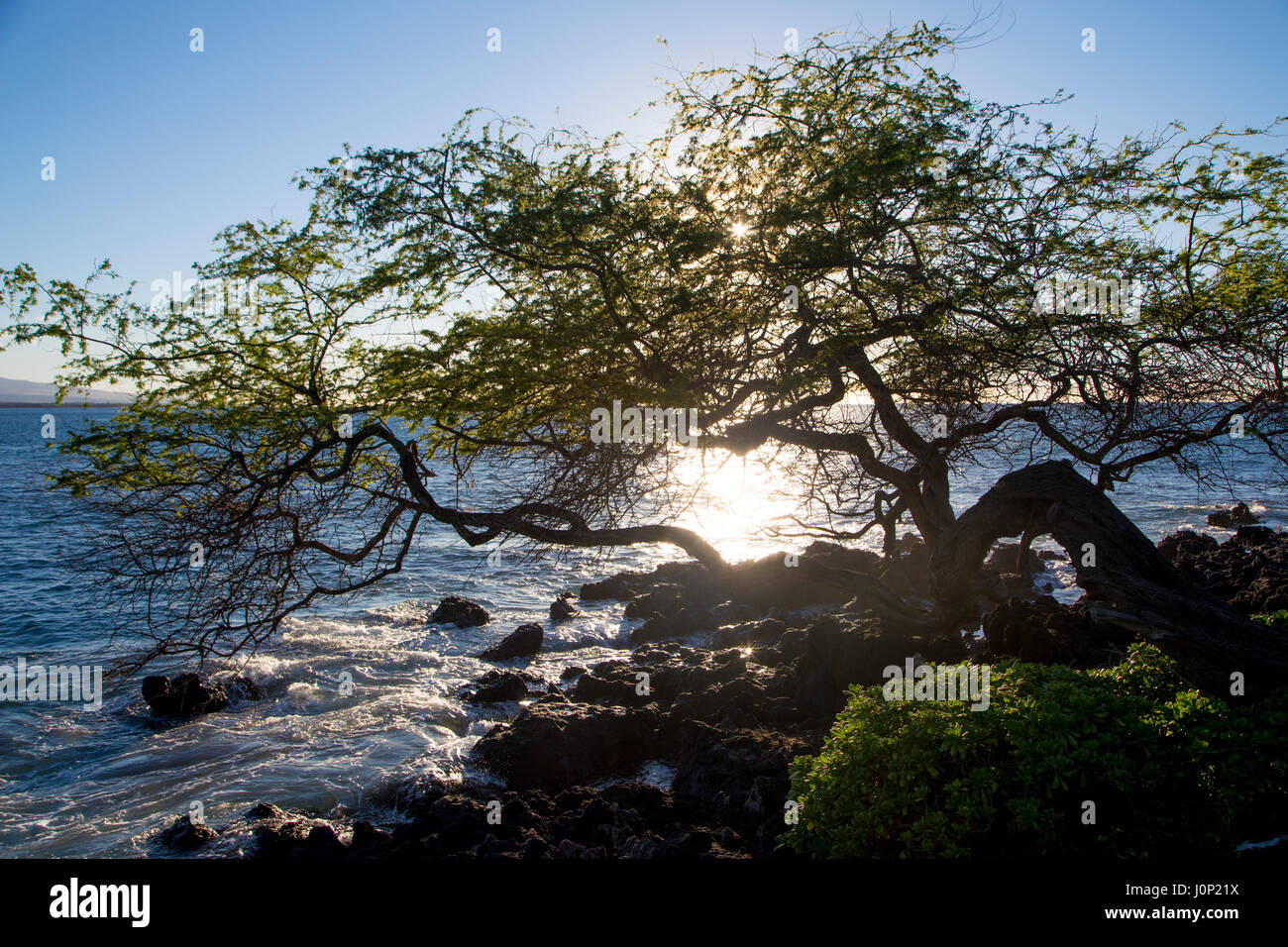 Kiawe Tree, Kaunaoa Beach, Mauna Kea Beach and Resort, Kohala Coast