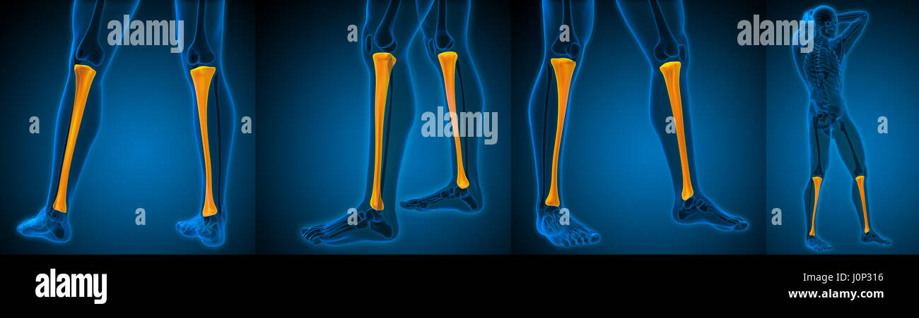 3d rendering medical illustration of the tibia Stock Photo - Alamy