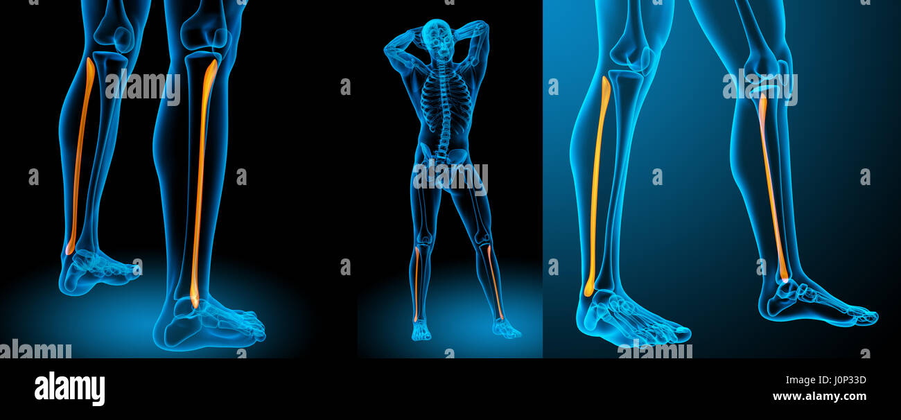 3d rendering medical illustration of the tibia Stock Photo - Alamy