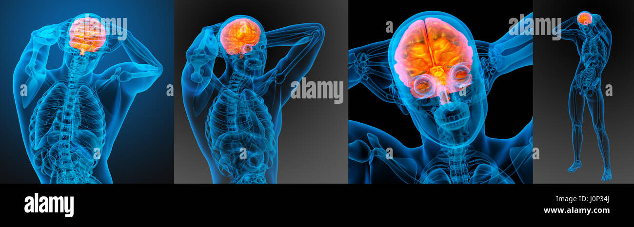 3d rendering medical illustration of the human brain Stock Photo - Alamy