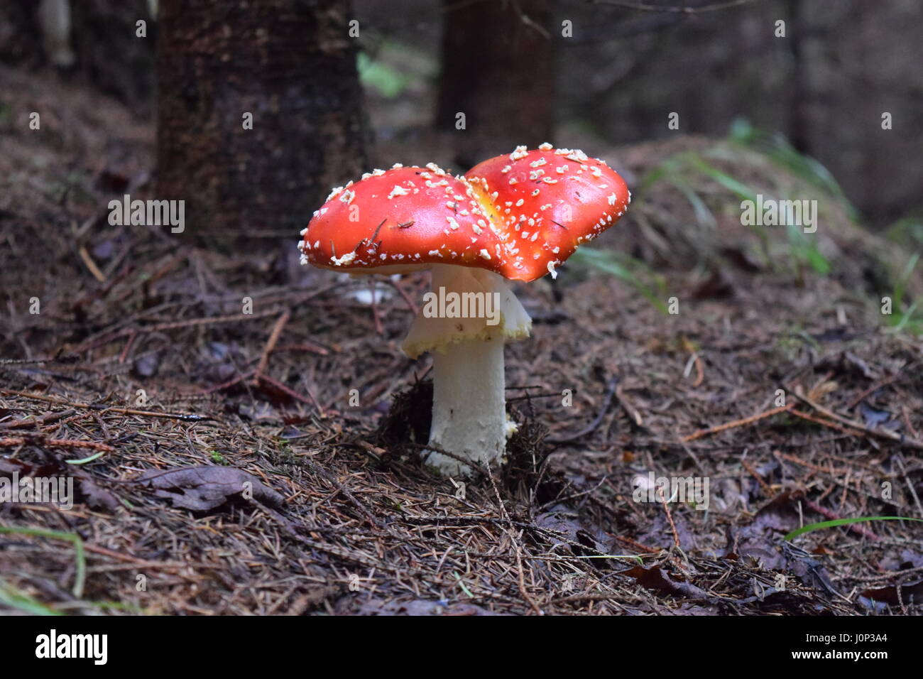 Amanita muscaria red mushroom deep in the carpathian forest Stock Photo