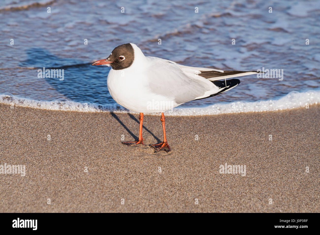 Detail view of a Black-headed gull on the beach of the Baltic Sea in Kolobrzeg, West Pomeranian, Poland, Europe Stock Photo