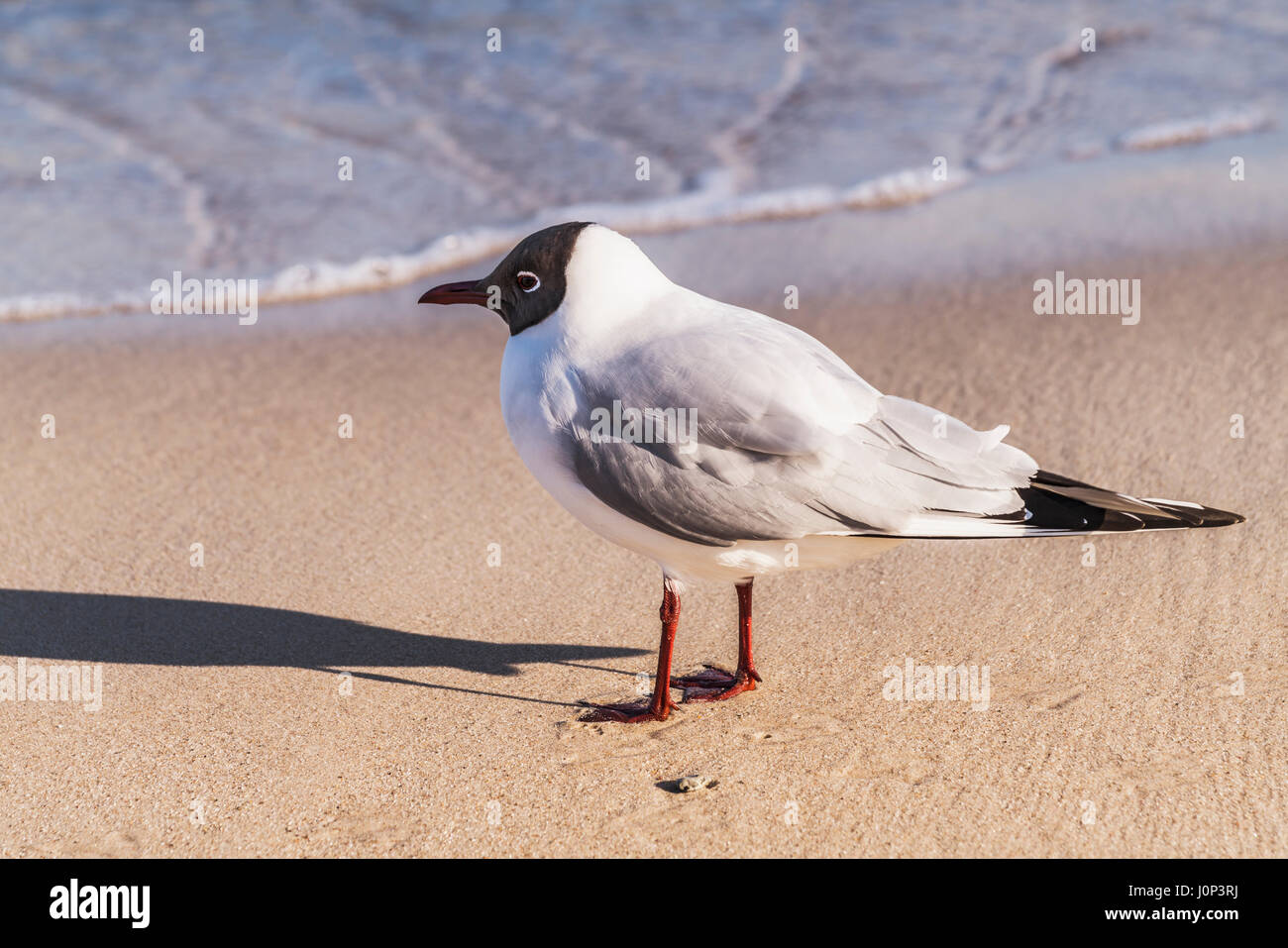 Detail view of a Black-headed gull on the beach of the Baltic Sea in Kolobrzeg, West Pomeranian, Poland, Europe Stock Photo