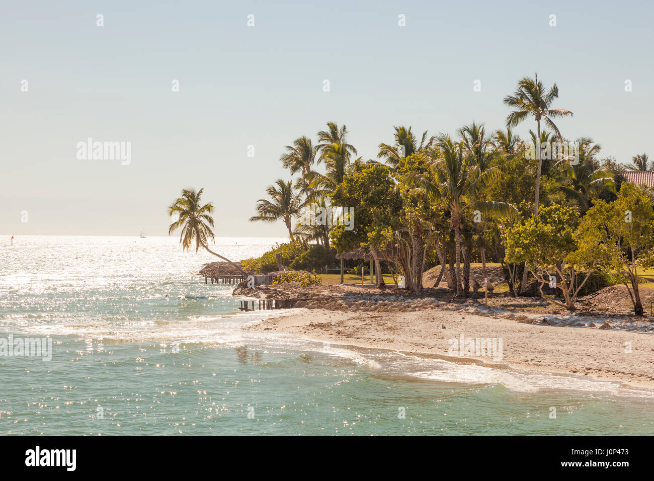 Tropical beach with coconut palm trees in the city of Naples, Florida, United States Stock Photo