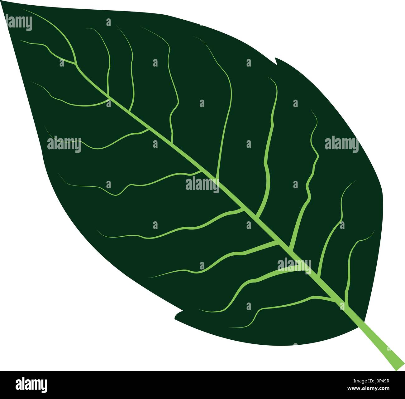 tobacco leaf vector illustration Stock Vector Image & Art - Alamy