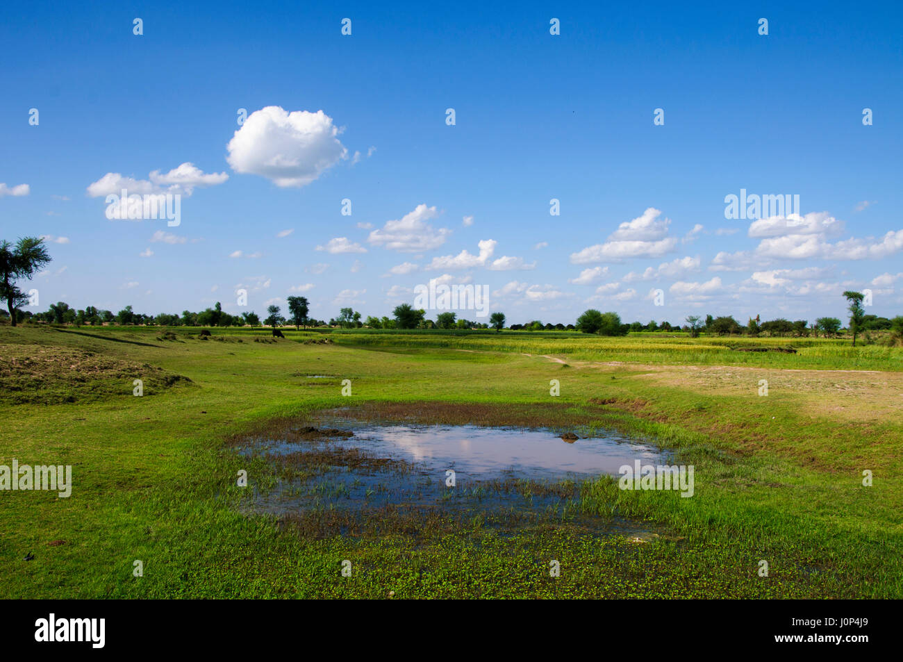 An Island among the two rivers Stock Photo Alamy