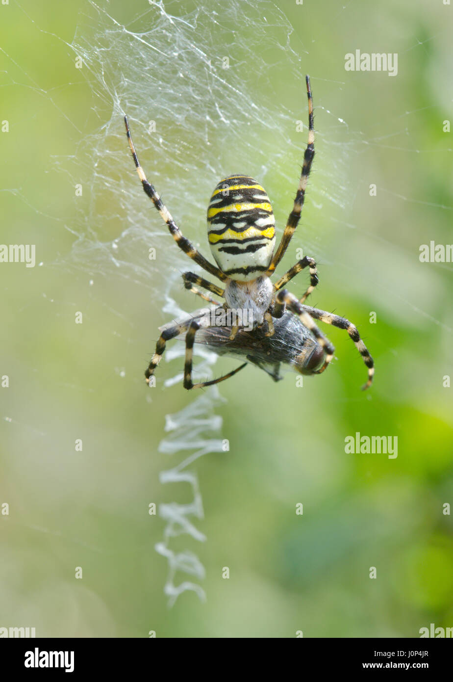 Female Wasp Spider with Prey in Web Stock Photo - Alamy