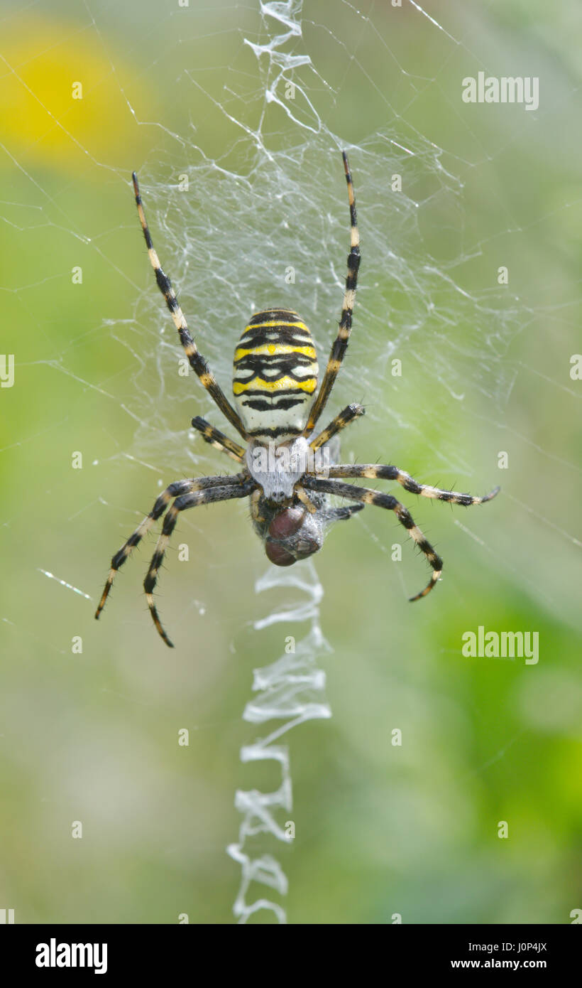 Female Wasp Spider Wrapping Prey on Stabilimentum Stock Photo