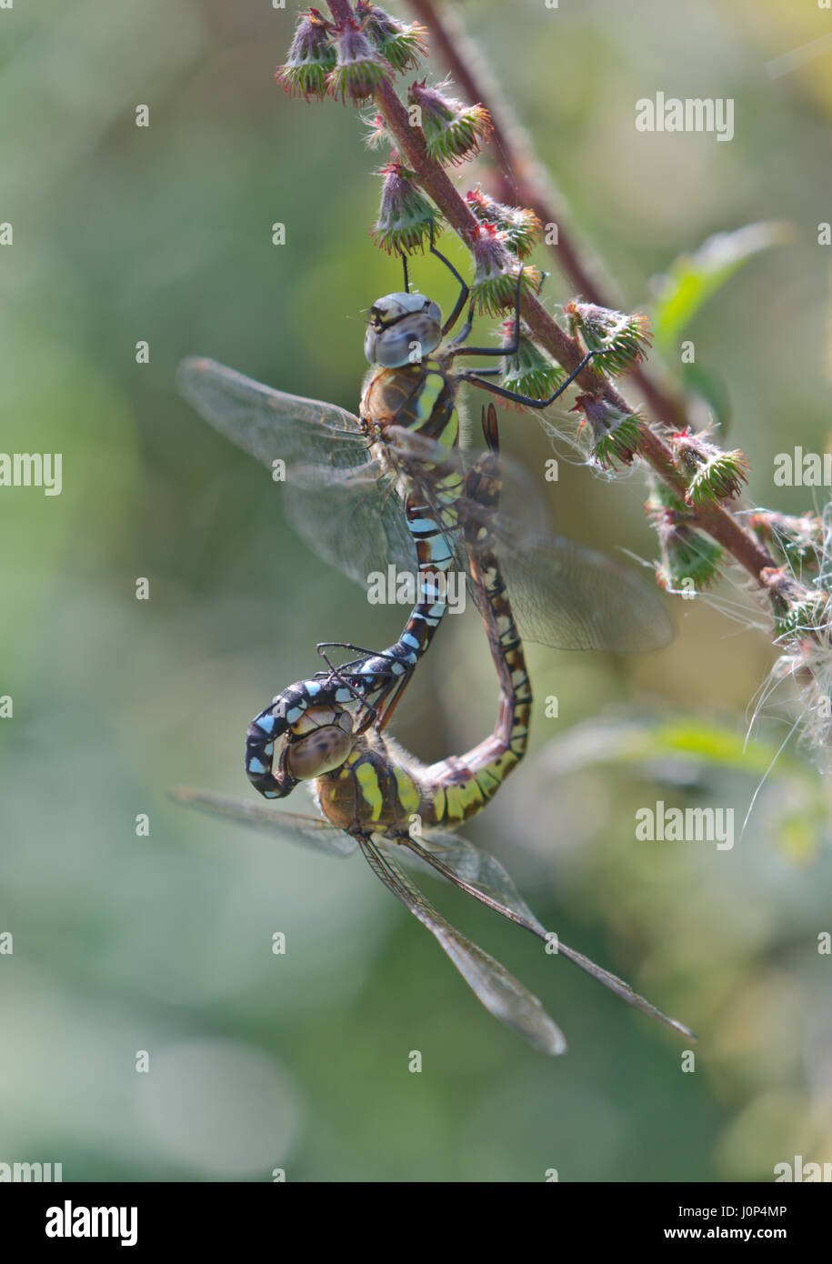 British dragonflies hi-res stock photography and images - Alamy