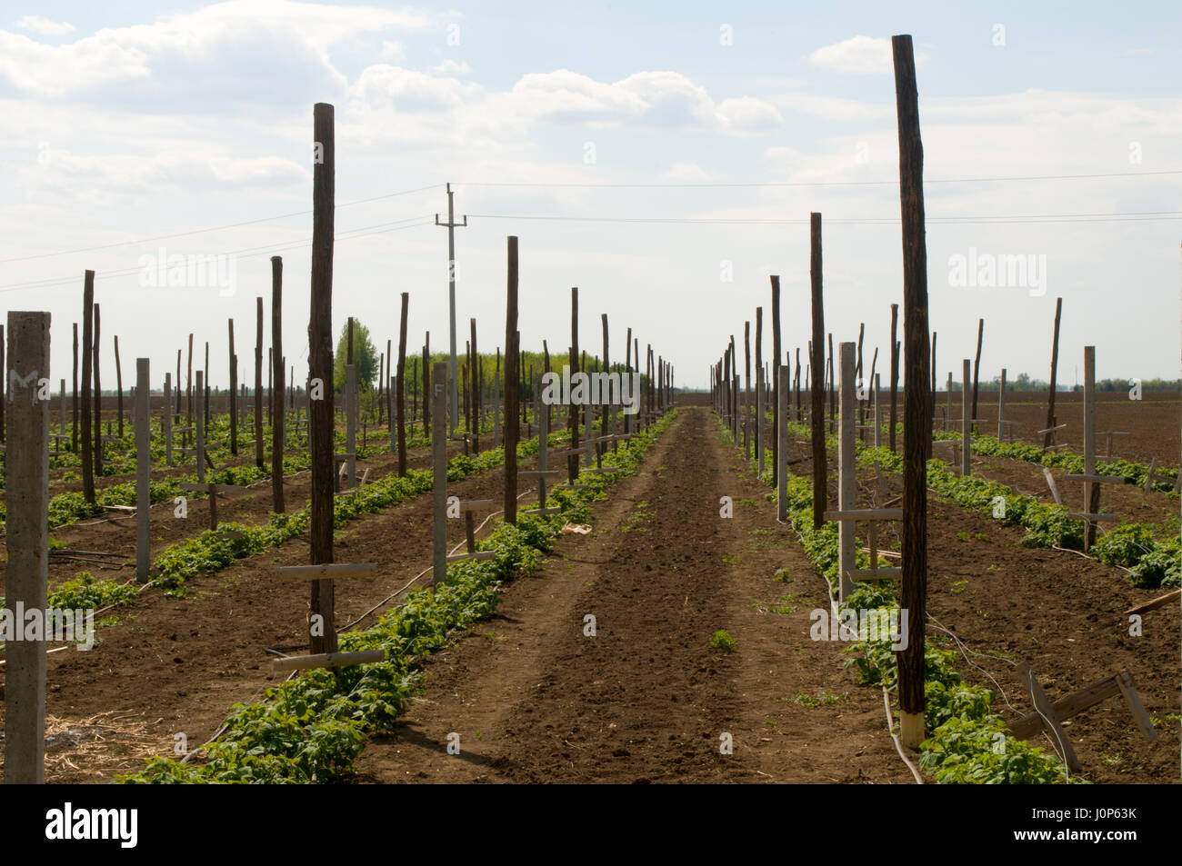 Old concrete fence posts hi-res stock photography and images - Alamy