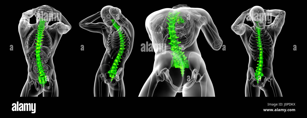 3d rendering medical illustration of the human spine Stock Photo - Alamy