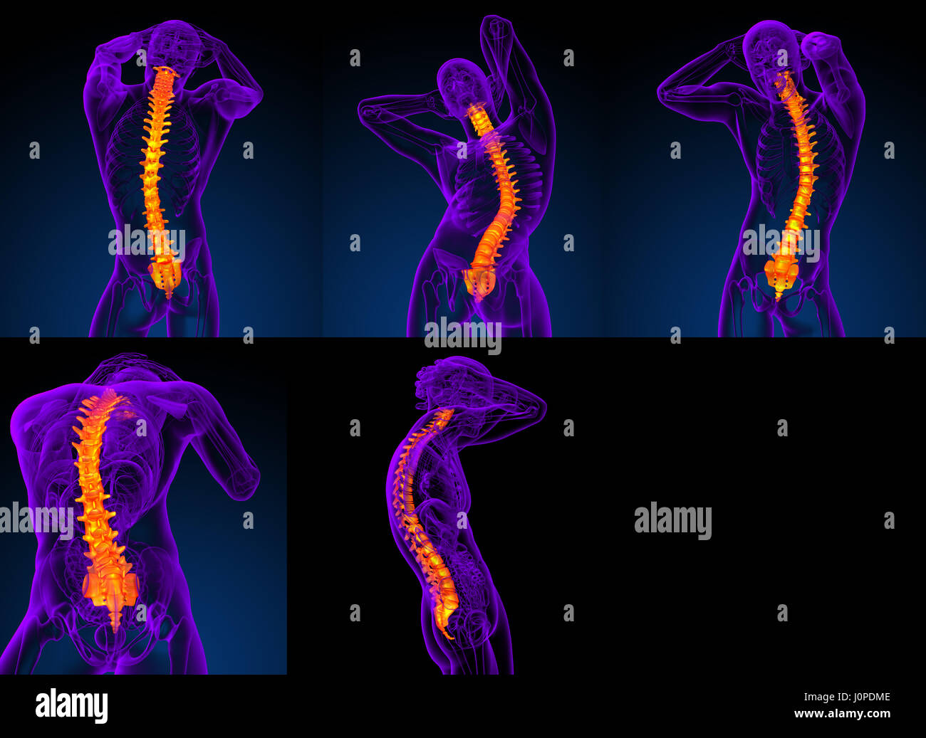 3d rendering medical illustration of the human spine Stock Photo - Alamy