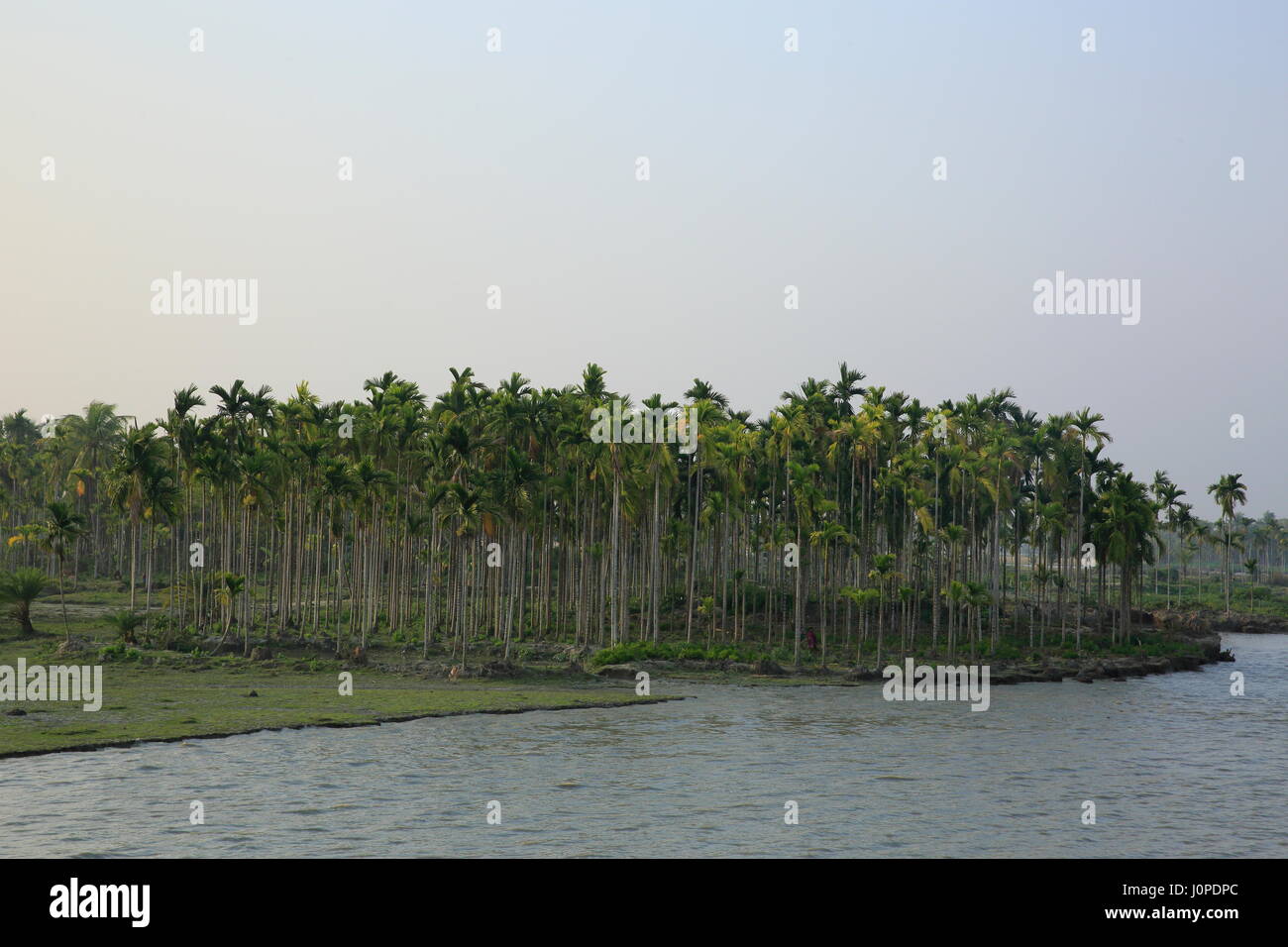 Betel nut orchard on the bank of Meghna River, Bhola, Bangladesh Stock Photo