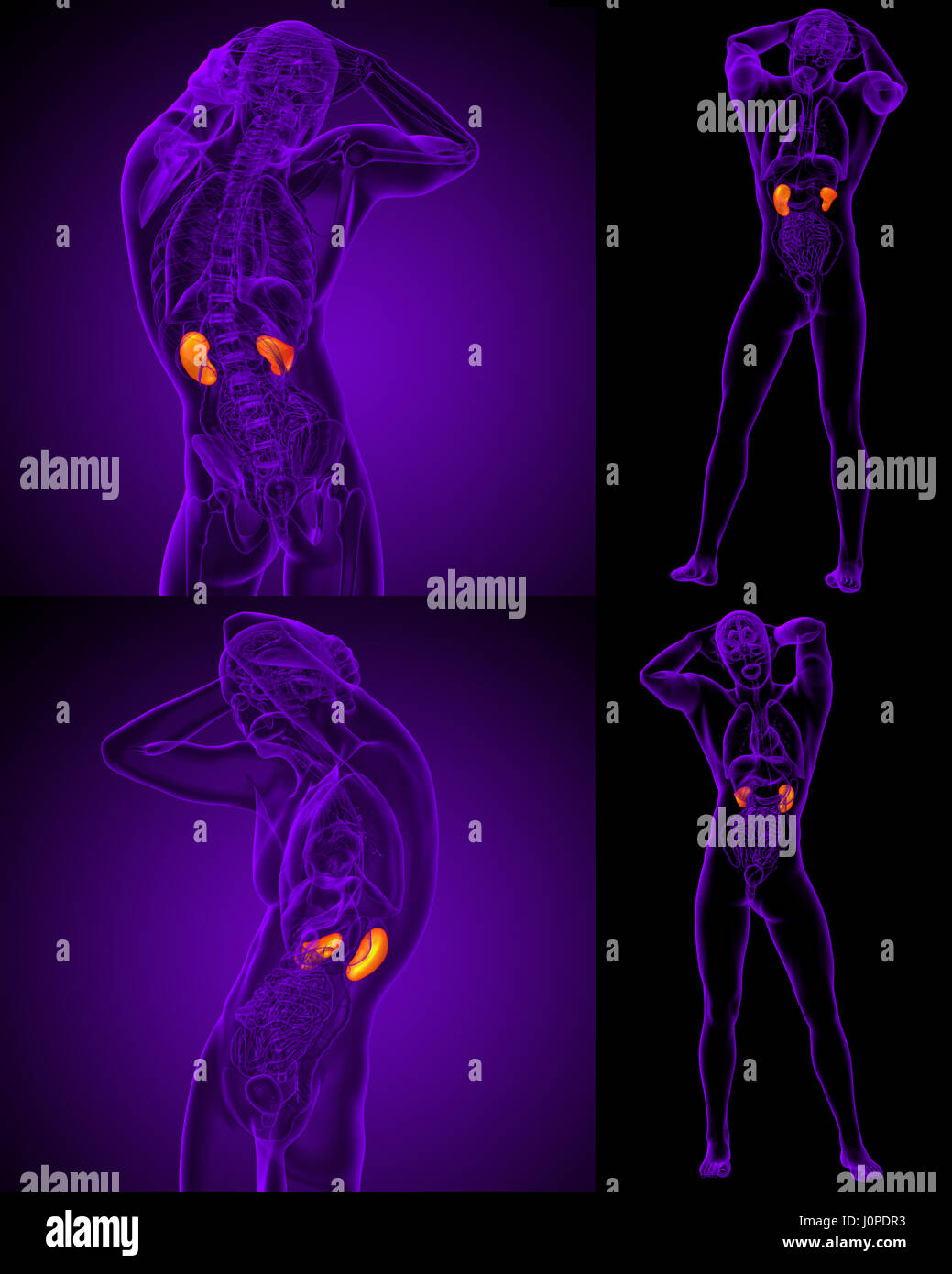 3d rendering medical illustration of the human kidney Stock Photo - Alamy