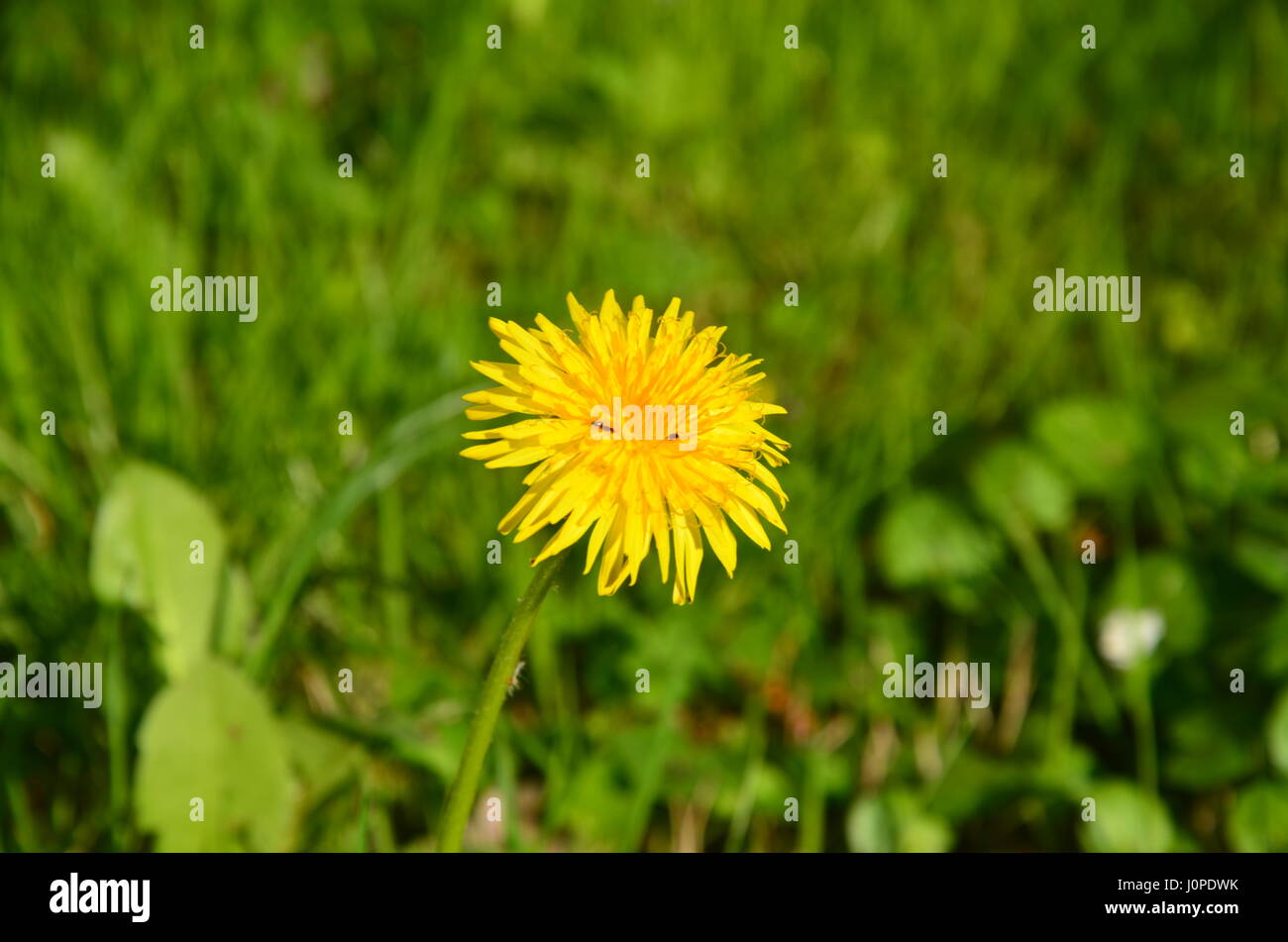 Dandelion In Bloom Stock Photo - Alamy