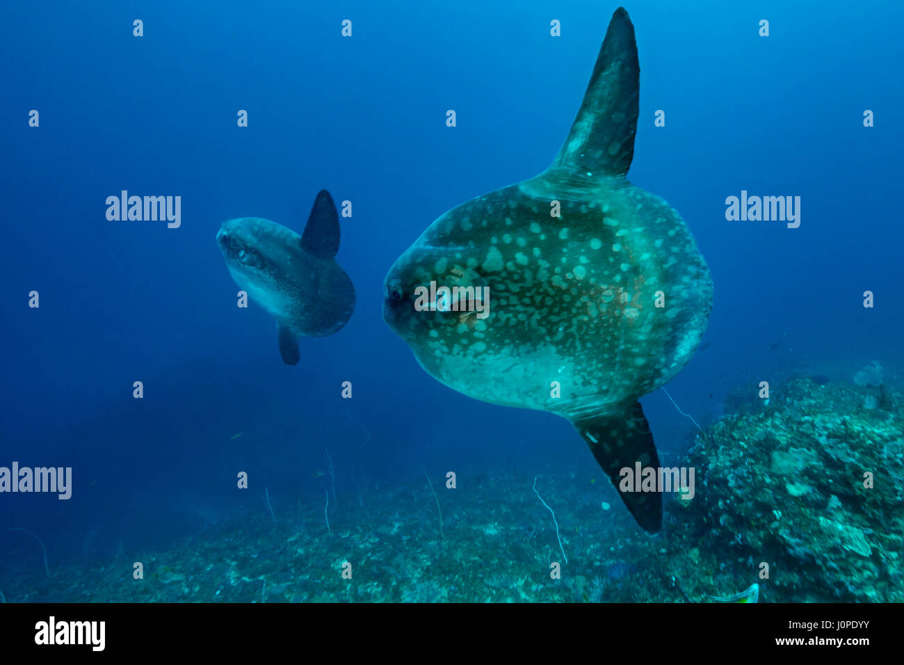 Ocean Sunfish, Mola mola, Bali, Indonesia Stock Photo