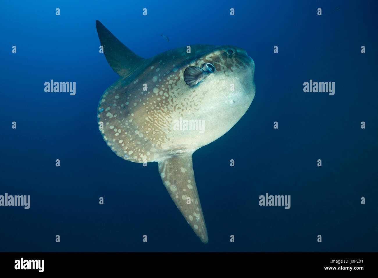 Ocean Sunfish, Mola mola, Bali, Indonesia Stock Photo