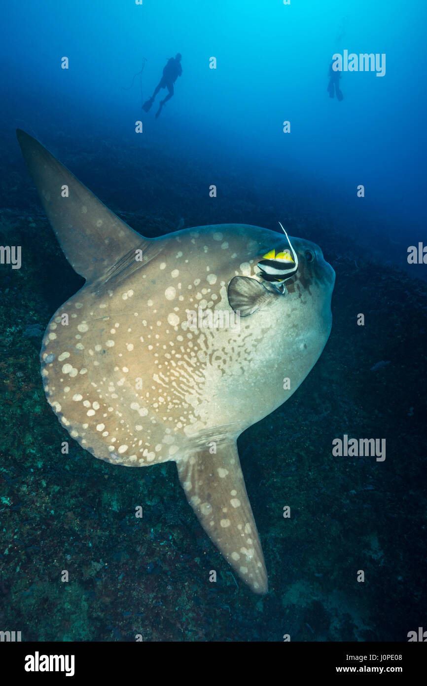 Ocean Sunfish, Mola mola, Bali, Indonesia Stock Photo - Alamy