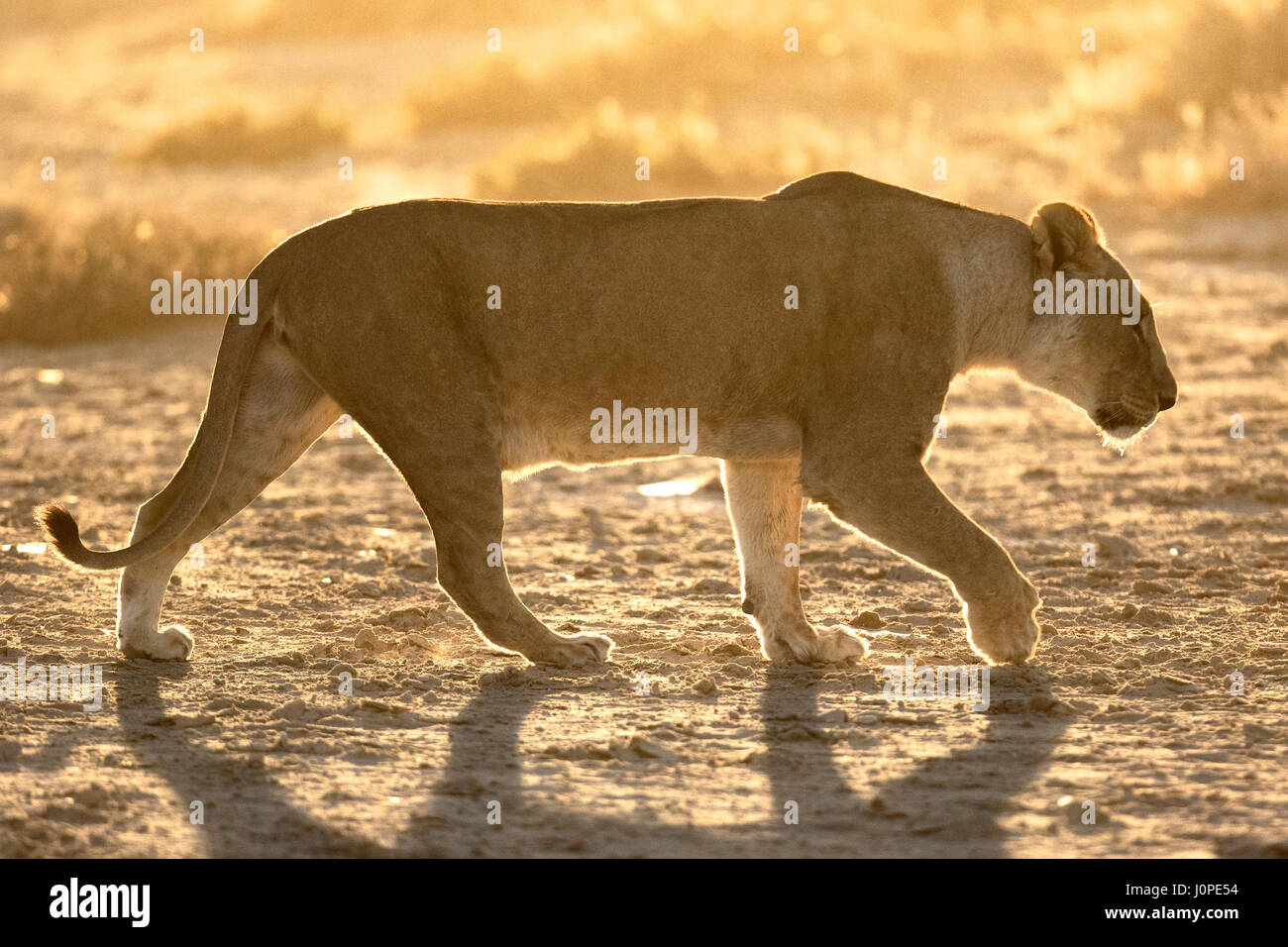 lioness in Etosha National Park, Namibia Stock Photo