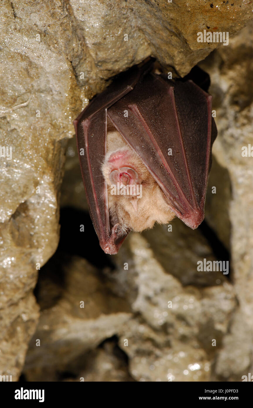 Greater Horseshoe Bat in hibernation in a cave Stock Photo Alamy
