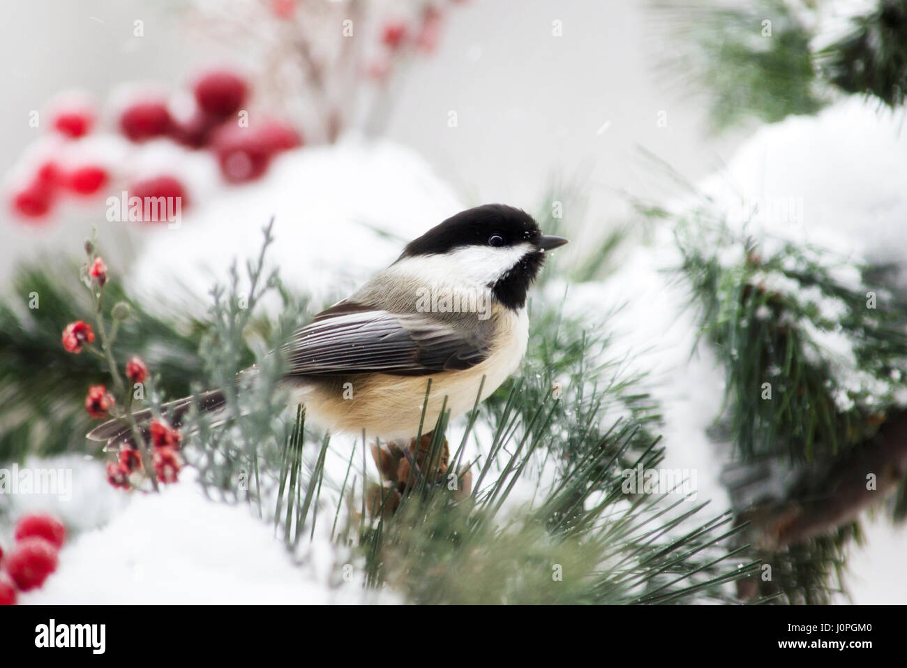 Black capped chickadee bird close up in winter snow. Stock Photo