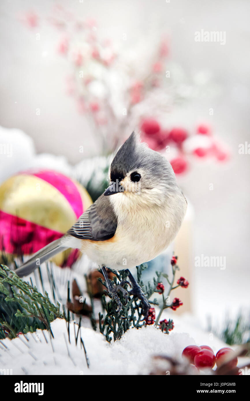 Tufted titmouse bird in snow with Christmas ornament Stock Photo