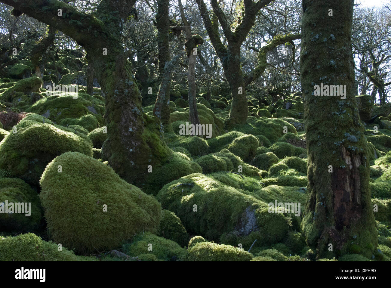 Magical mossy forrest Stock Photo