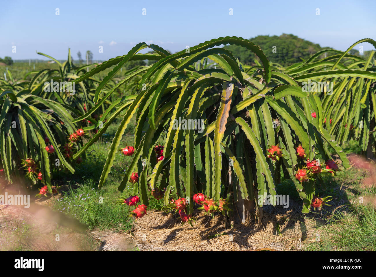 Dragon fruit or Pitaya Pitahaya plantation in Thailand Hylocercus undatus Stock Photo