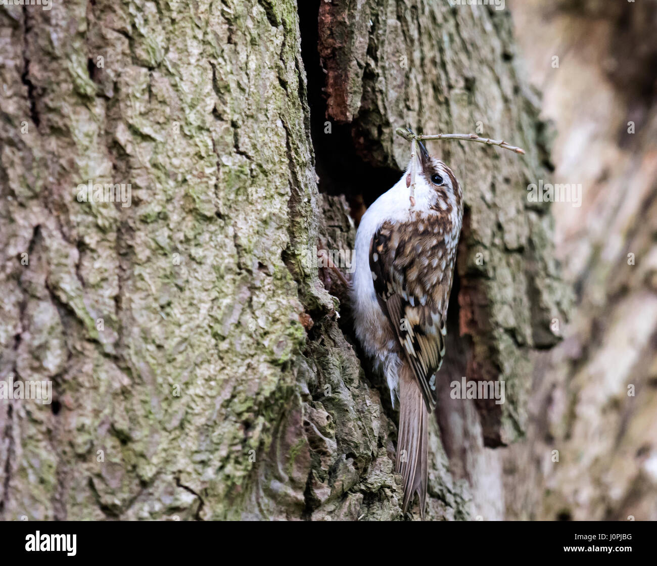 Treecreeper (Certhia familiaris) collecting nesting material, Warwickshire Stock Photo