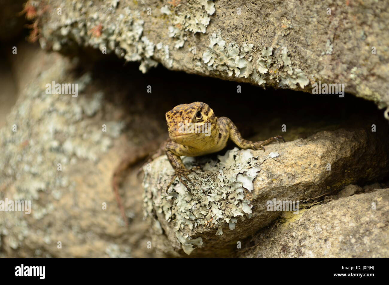 Lizard on a rock Stock Photo Alamy