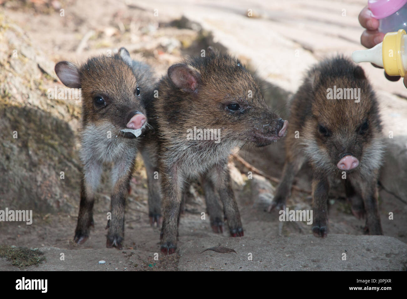Baby Javelinas (Pecari tejacu Stock Photo Alamy