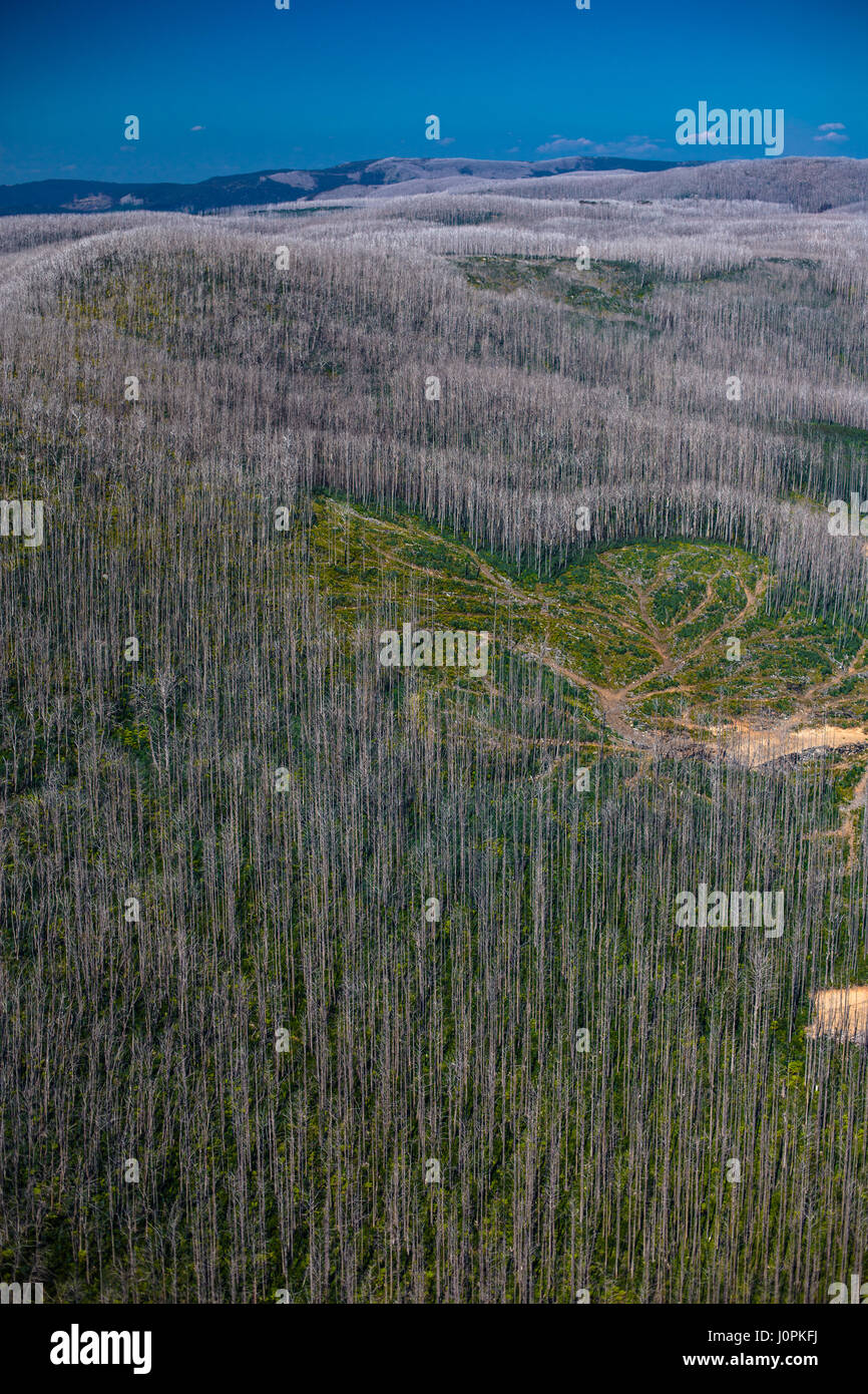 A forest in the regrowth phase after a bushfire burnt the bush, Victoria, Australia Stock Photo