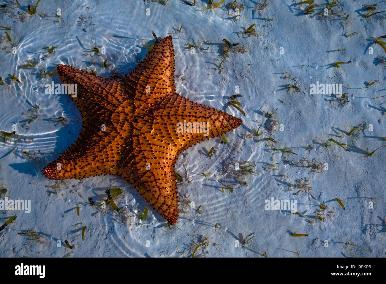 An colourful starfish moves slowly along shallow beach front Stock Photo
