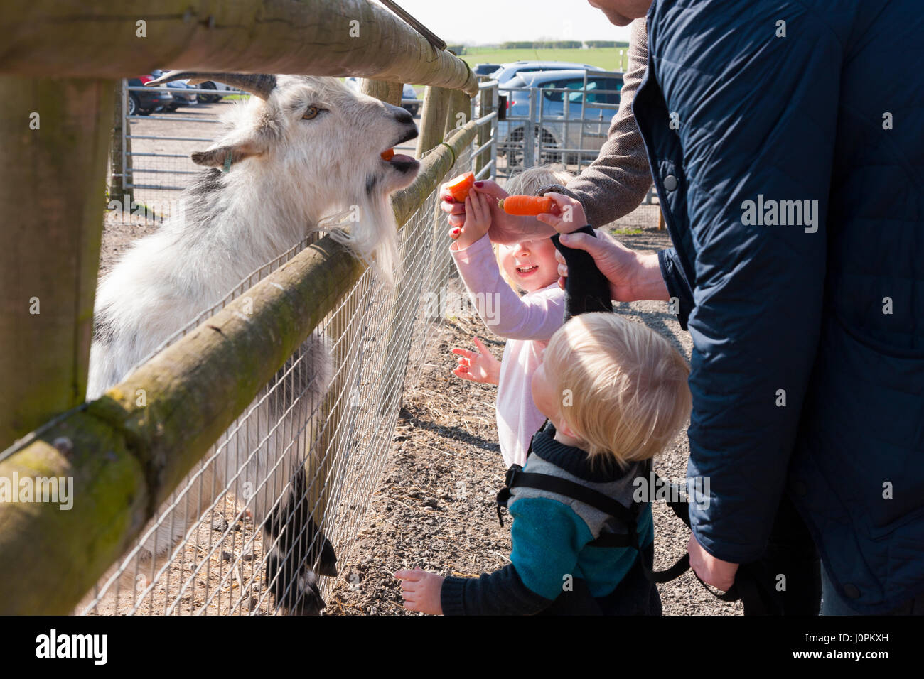 Families / visitors / people with kids / children / child feeding feeds food – carrots etc – to goats at Glebe Farm, Astbury, Congleton, Cheshire UK. Stock Photo